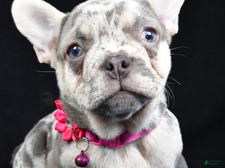 French Bulldog dogs Elsie - Ad 15