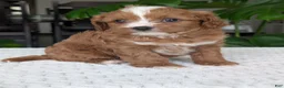 Cavapoo dogs for sale: Ginger - Ad 4