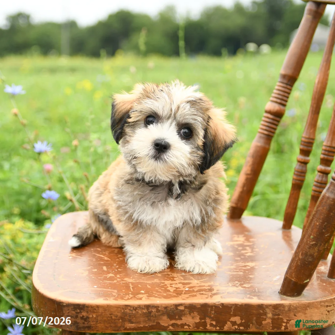 Mixed Breed dogs for sale: Lila  - Ad 1