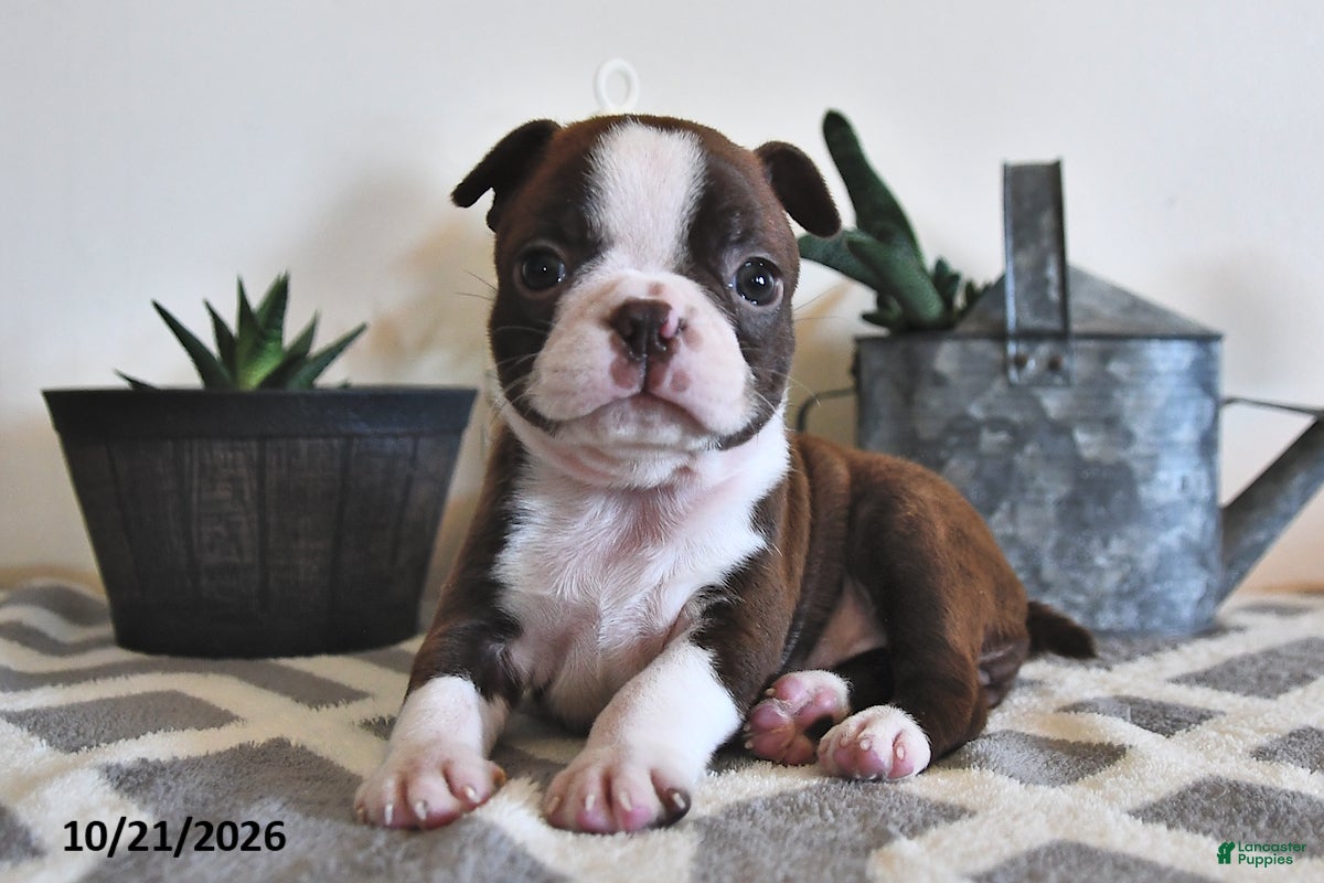 Boston Terrier dogs for sale: Bella   - Ad 1