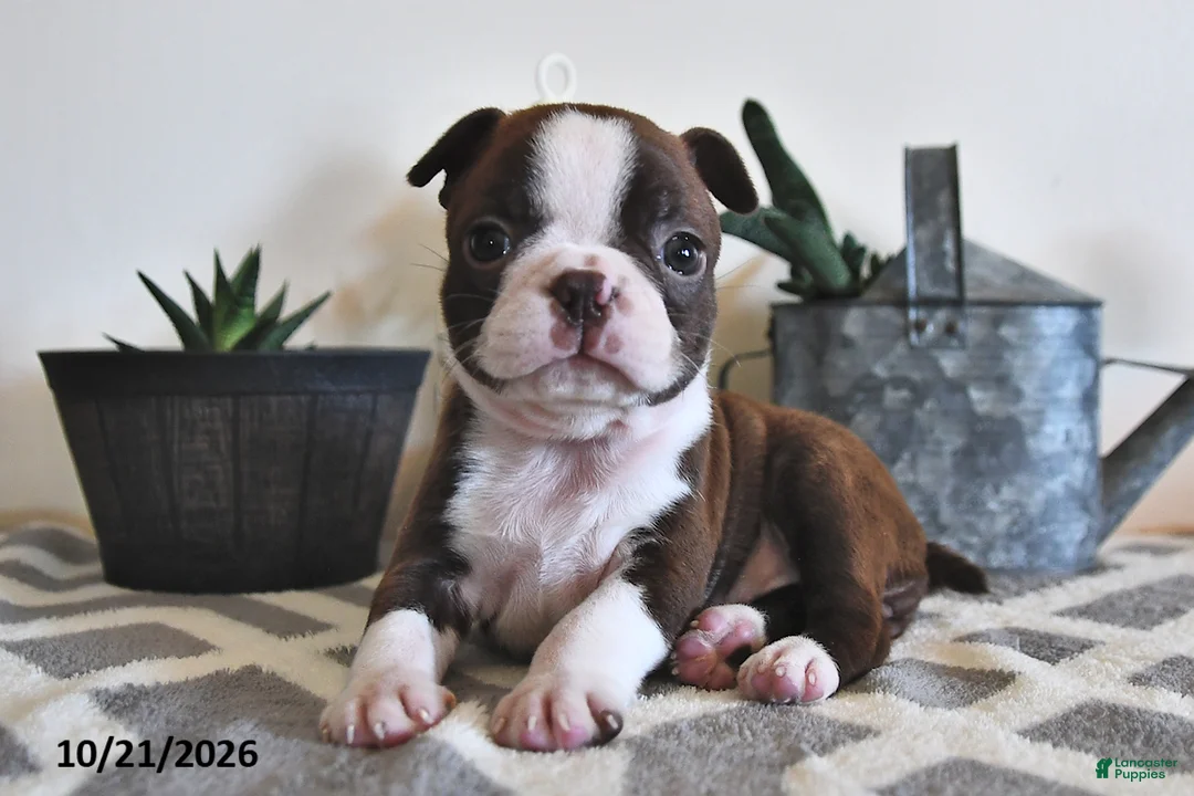 Boston Terrier dogs for sale: Bella   - Ad 1