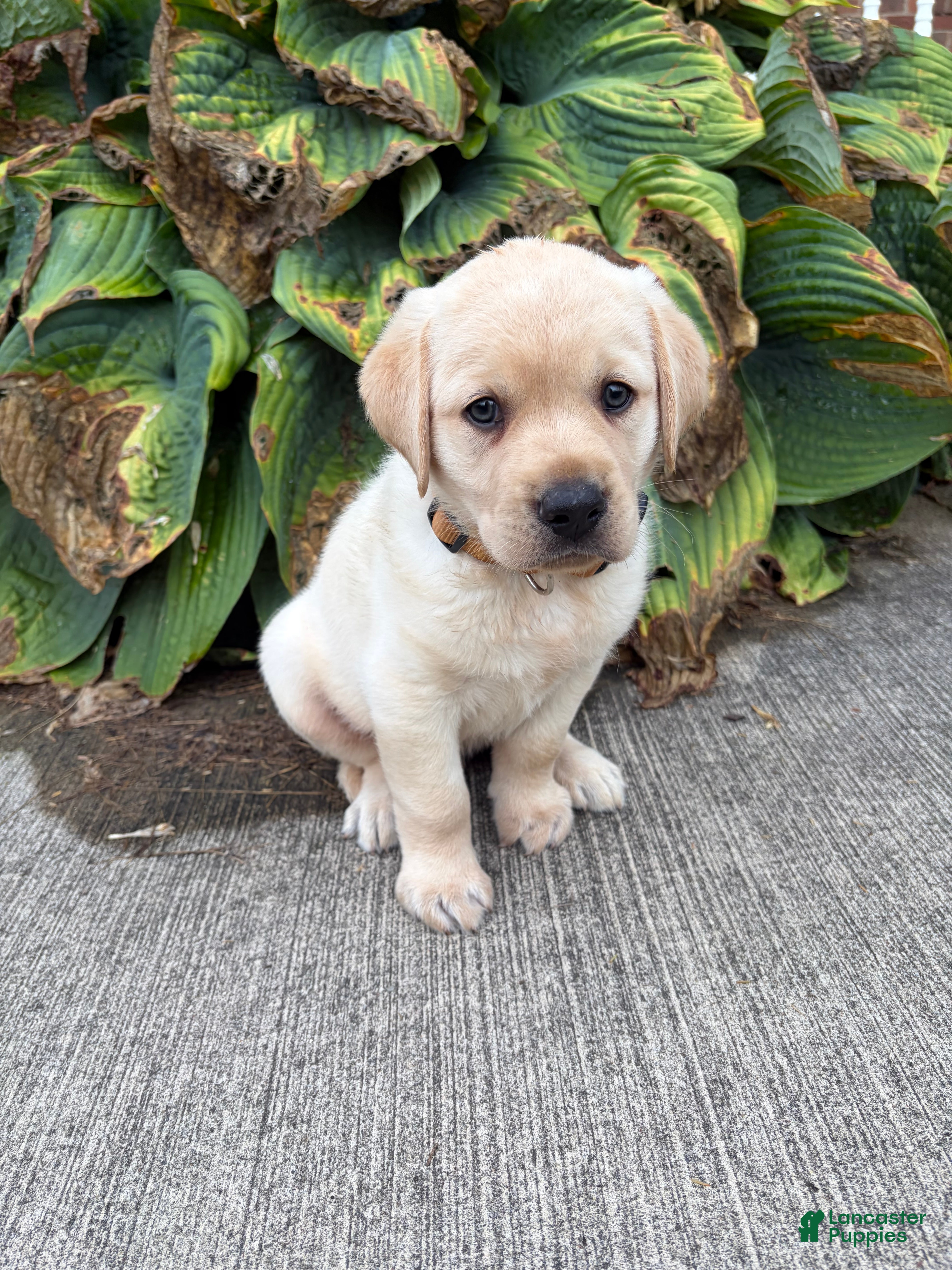 Labrador Retriever dogs  Georgie - Ad 1