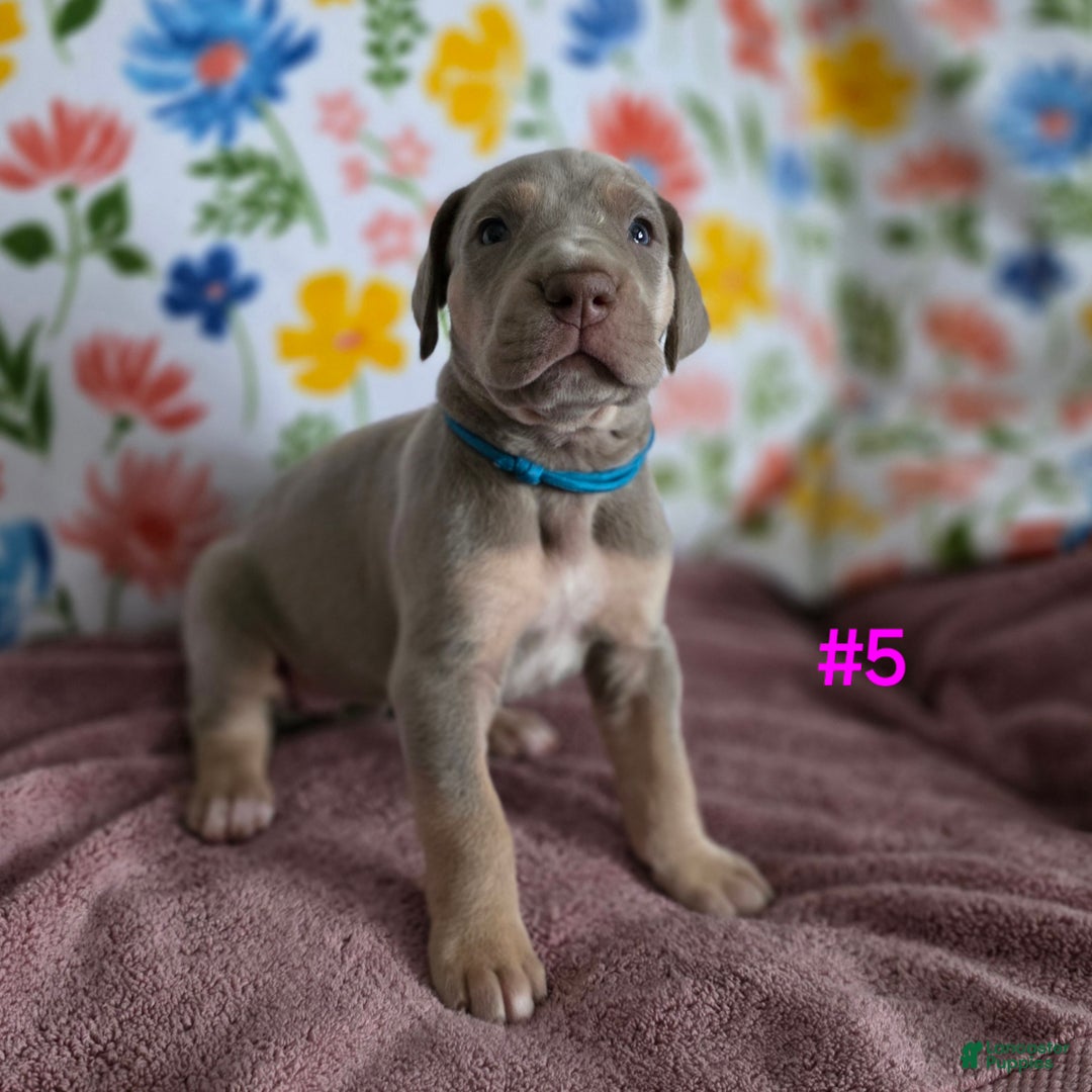 Great Dane dogs for sale: Great Dane Puppy 5 - Ad 4