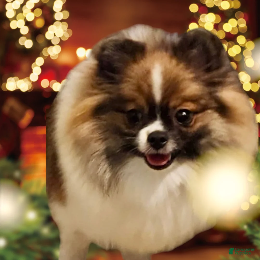 Pomeranian dogs for sale: Gabriel  - Ad 6