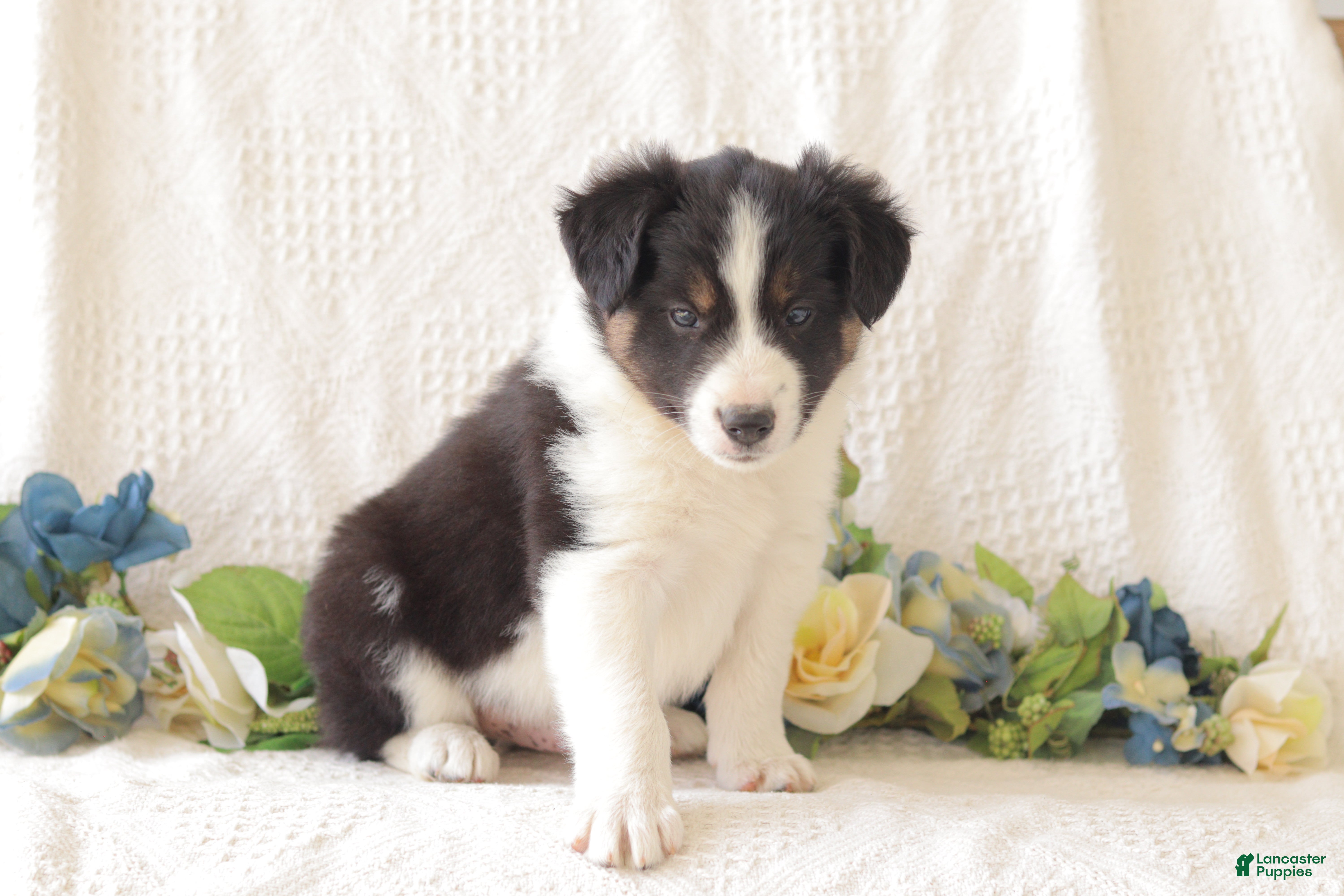 Border Collie dogs Jasper - Ad 2