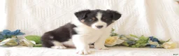 Border Collie dogs for sale: Jasper - Ad 2