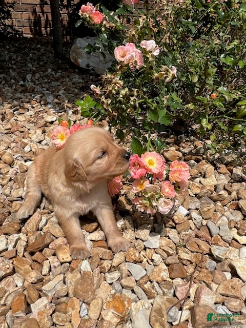 Golden Retriever dogs Emma - Ad 2