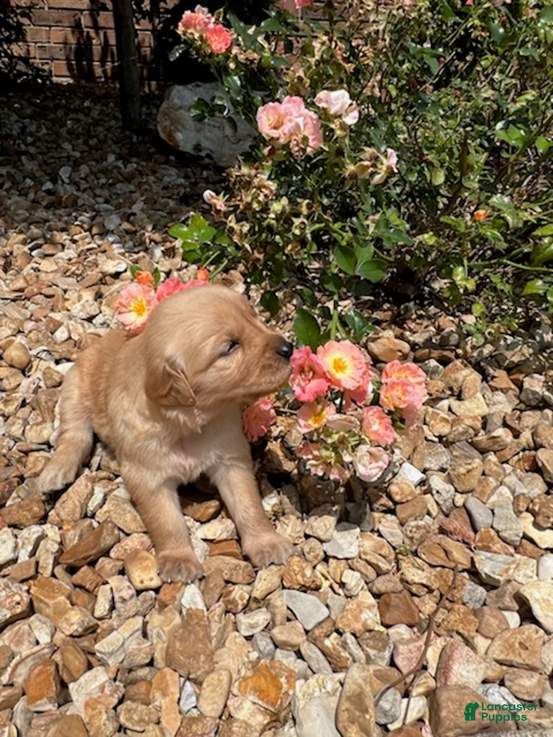 Golden Retriever dogs for sale: Emma - Ad 2