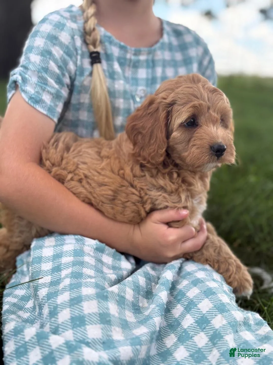 Cavapoo dogs for sale: Clover - Ad 2