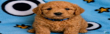 Mini Goldendoodle Puppy 4