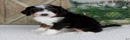 Mini Bernedoodle dogs for sale: Timmy - Ad 5
