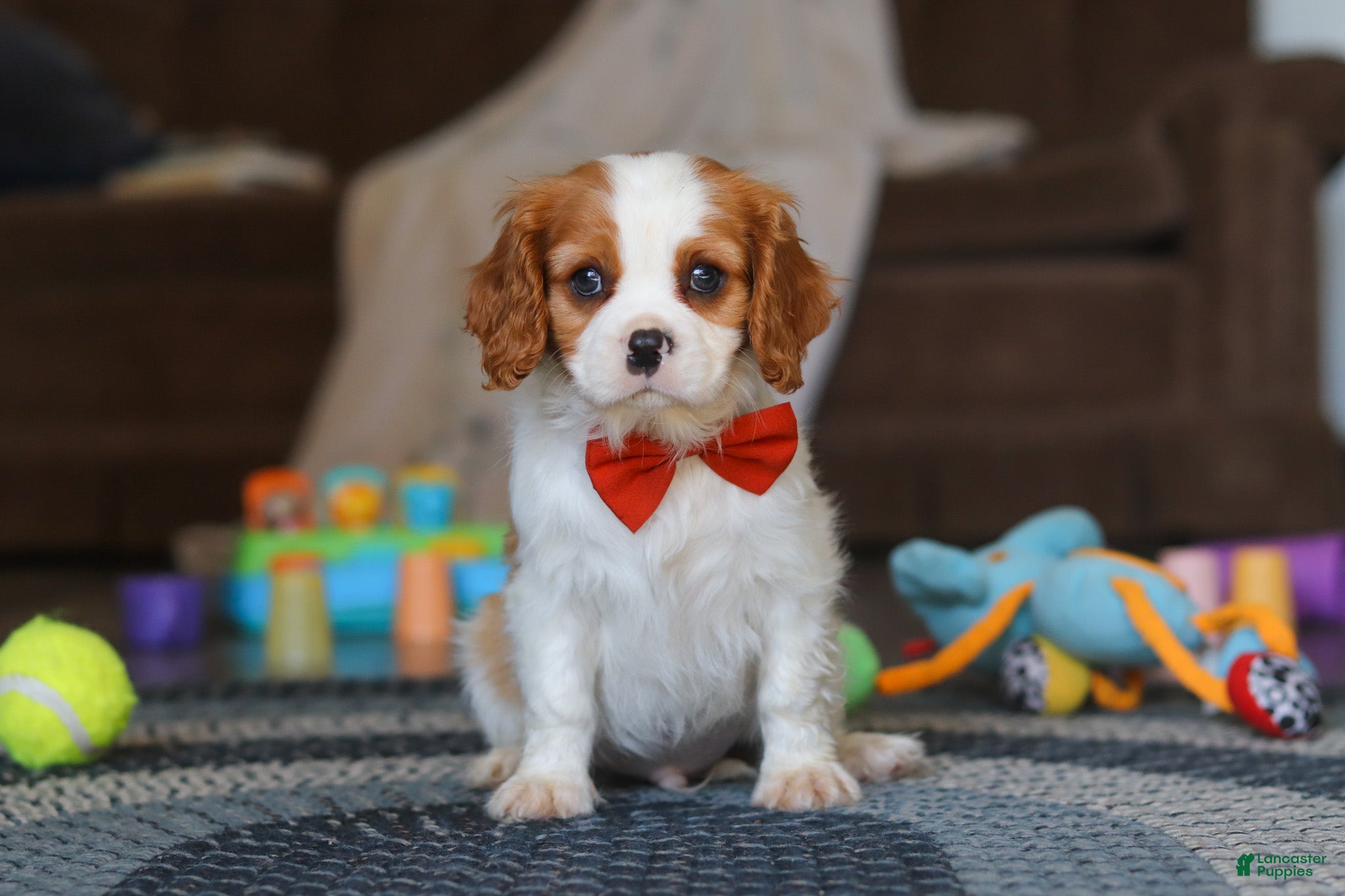 Cavalier King Charles Spaniel dogs Dane - Ad 1