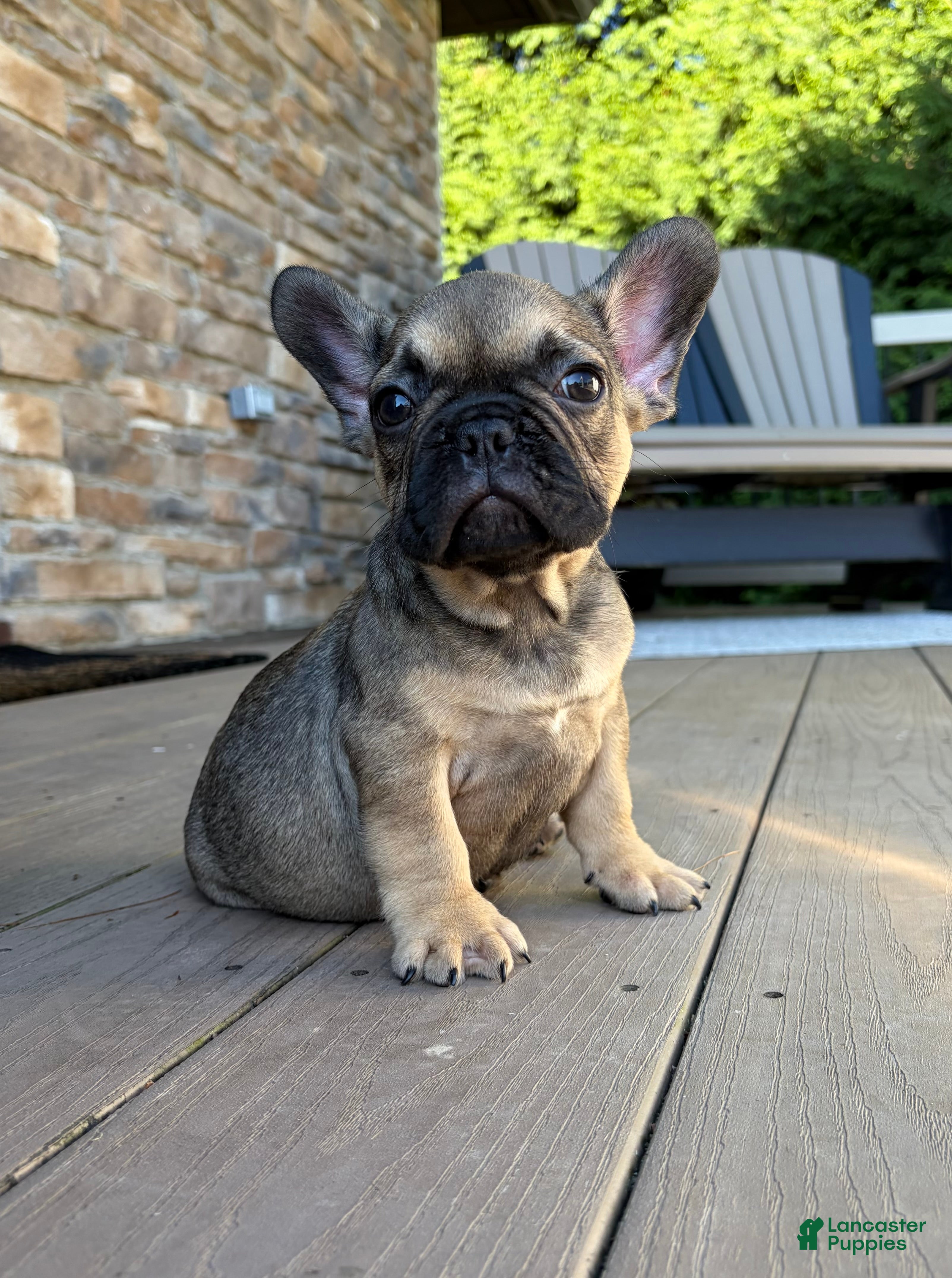 French Bulldog dogs Carson - Ad 1