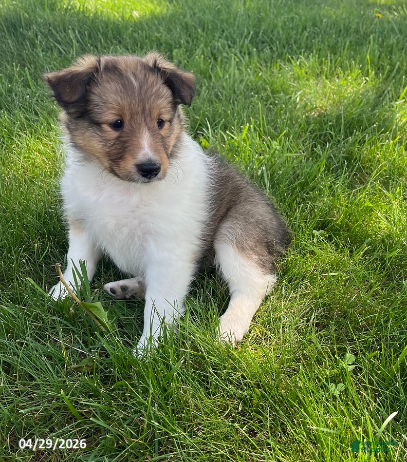 Shetland Sheepdog dogs Brianna - Ad 2