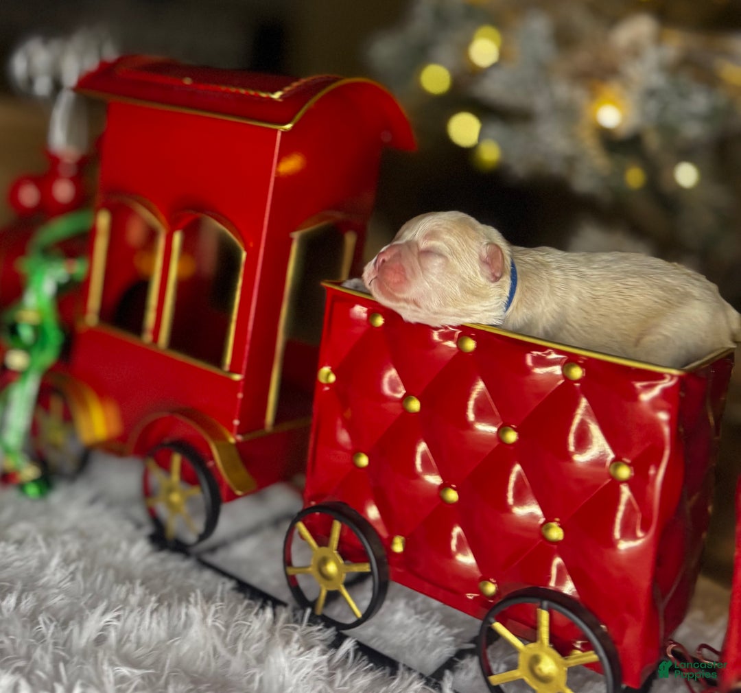 French Bulldog dogs for sale: AMOR - Ad 6