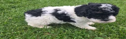 Cockapoo dogs for sale: Cockapoo Male 1 - Ad 2