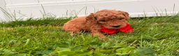 Mini Goldendoodle dogs for sale: Rex - Ad 3