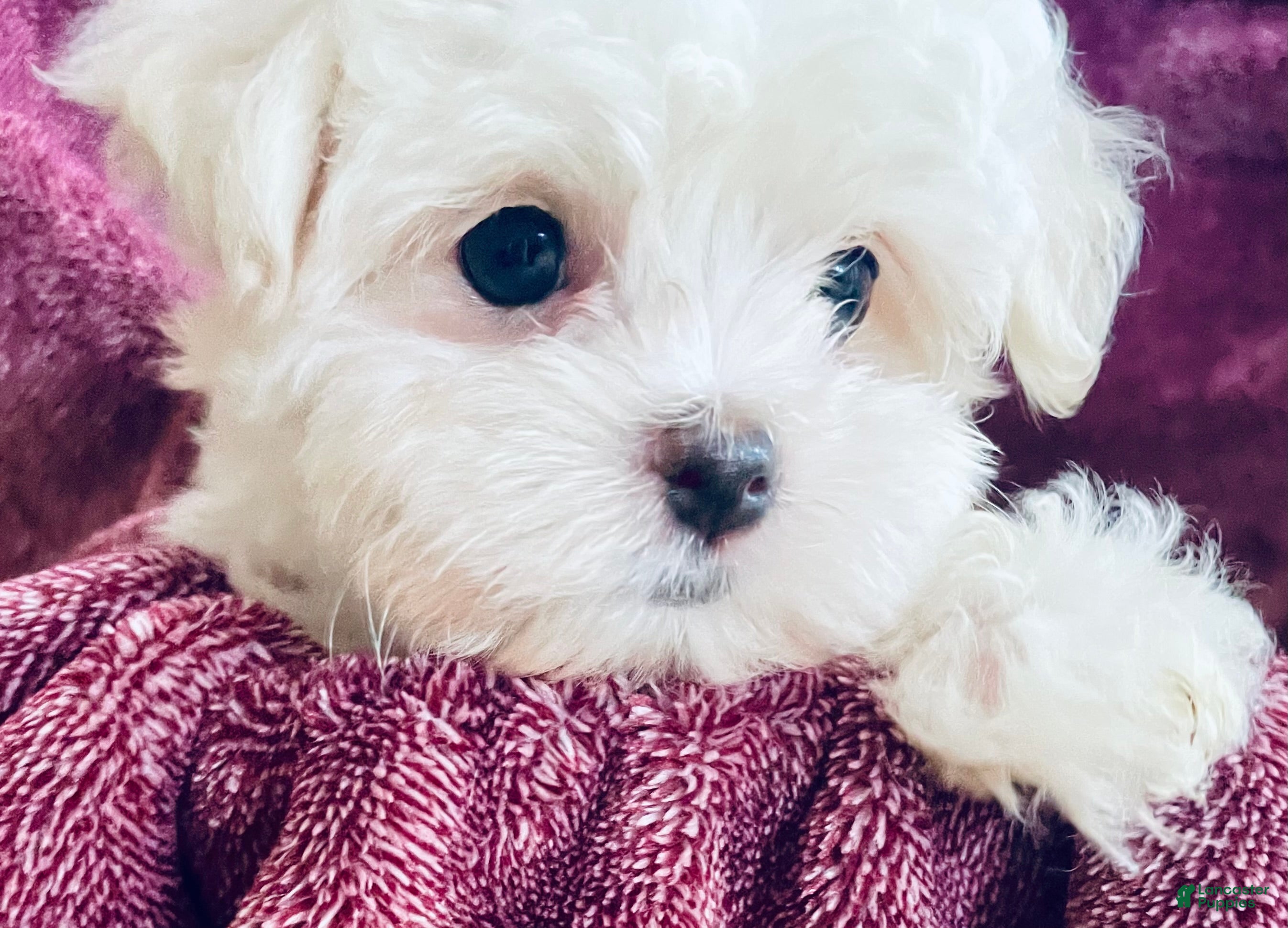 Maltese dogs Tiny Tammy - Ad 1