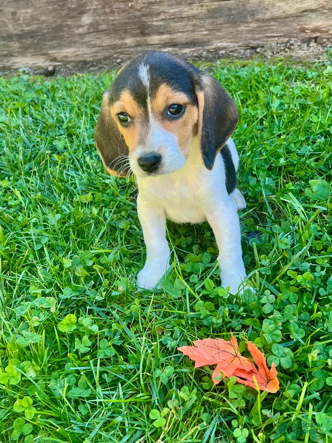 Beagle dogs for sale: Buddy - Ad 3