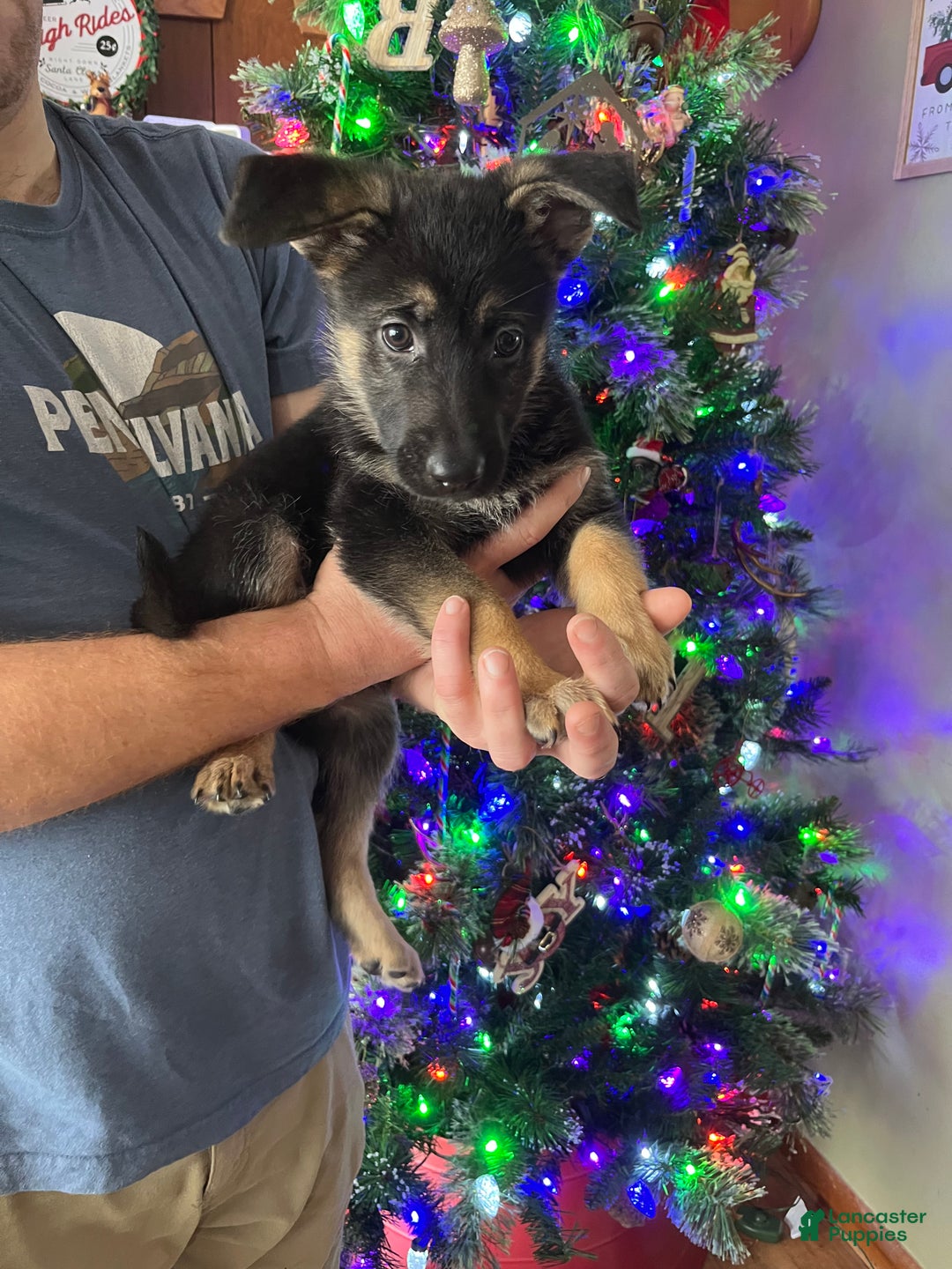 German Shepherd dogs for sale: Karma - Ad 1