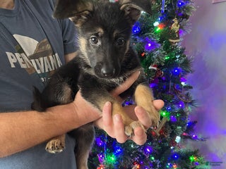 German Shepherd dogs Karma - Ad 31