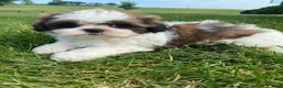 Shih Tzu dogs for sale: Tina - Ad 10