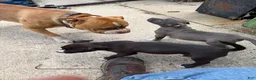 American Pit Bull Terrier dogs for sale: American Pit Bull Terrier Puppy 3 - Ad 5