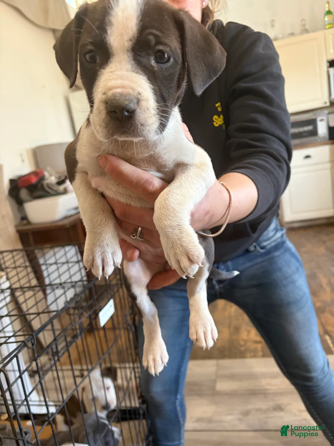 American Bully dogs for sale: American Bully 2 - Ad 2