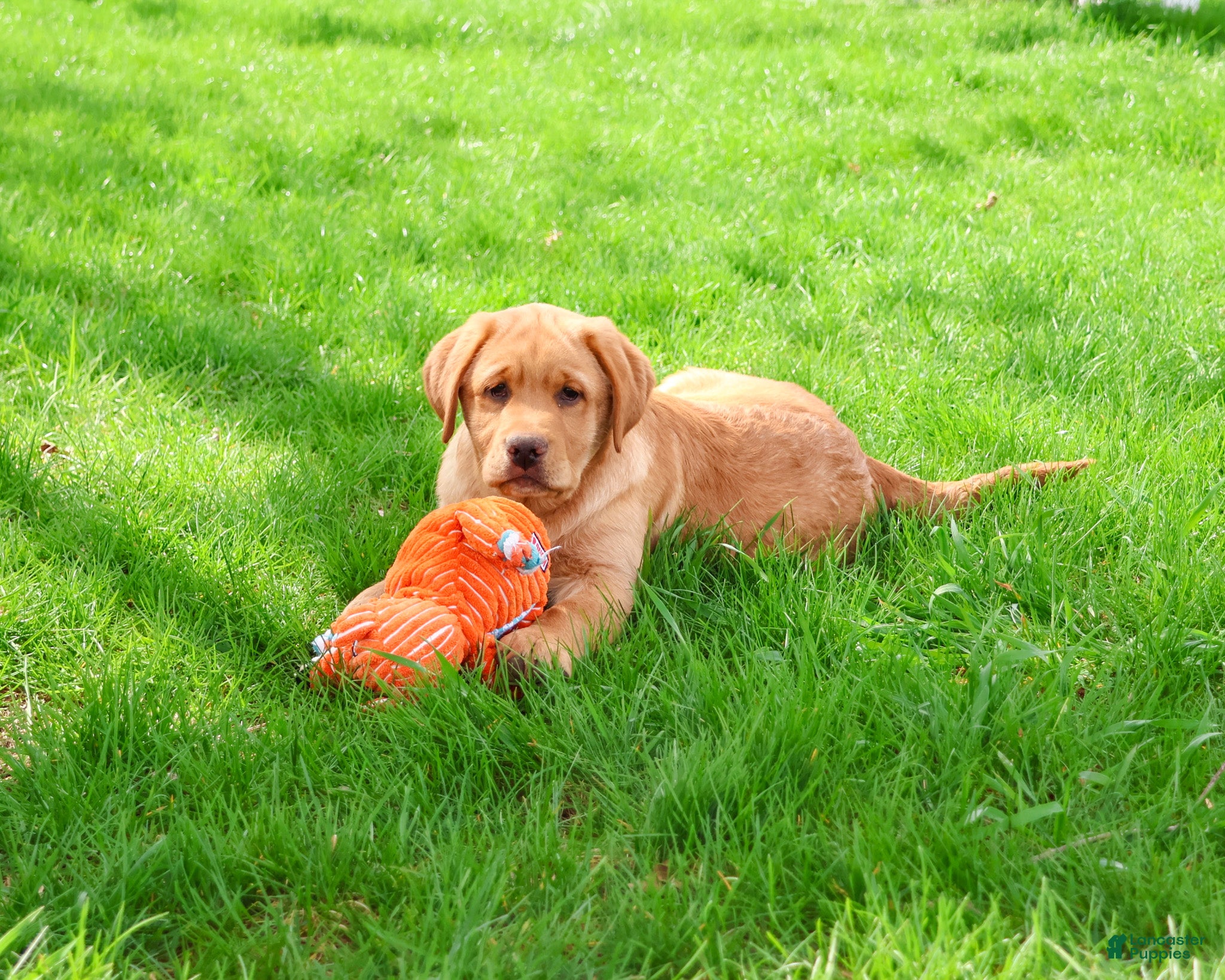 Labrador Retriever dogs Eddie - Ad 2