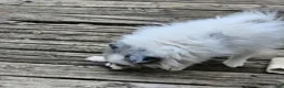 Pomeranian dogs for sale: Izza the Lovely  - Ad 8