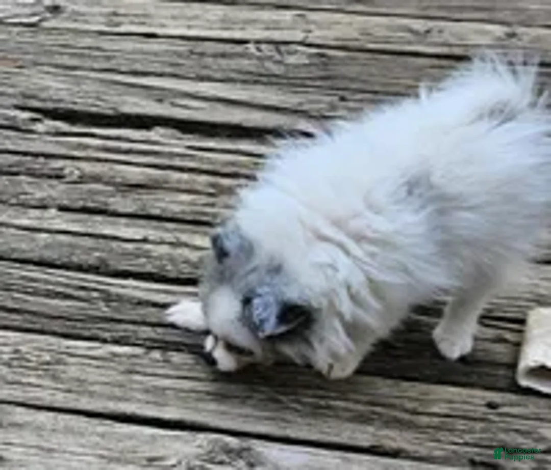 Pomeranian dogs for sale: Izza the Lovely  - Ad 8