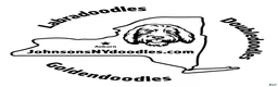 Miniature Labradoodle dogs for sale: LD B1 - Ad 5