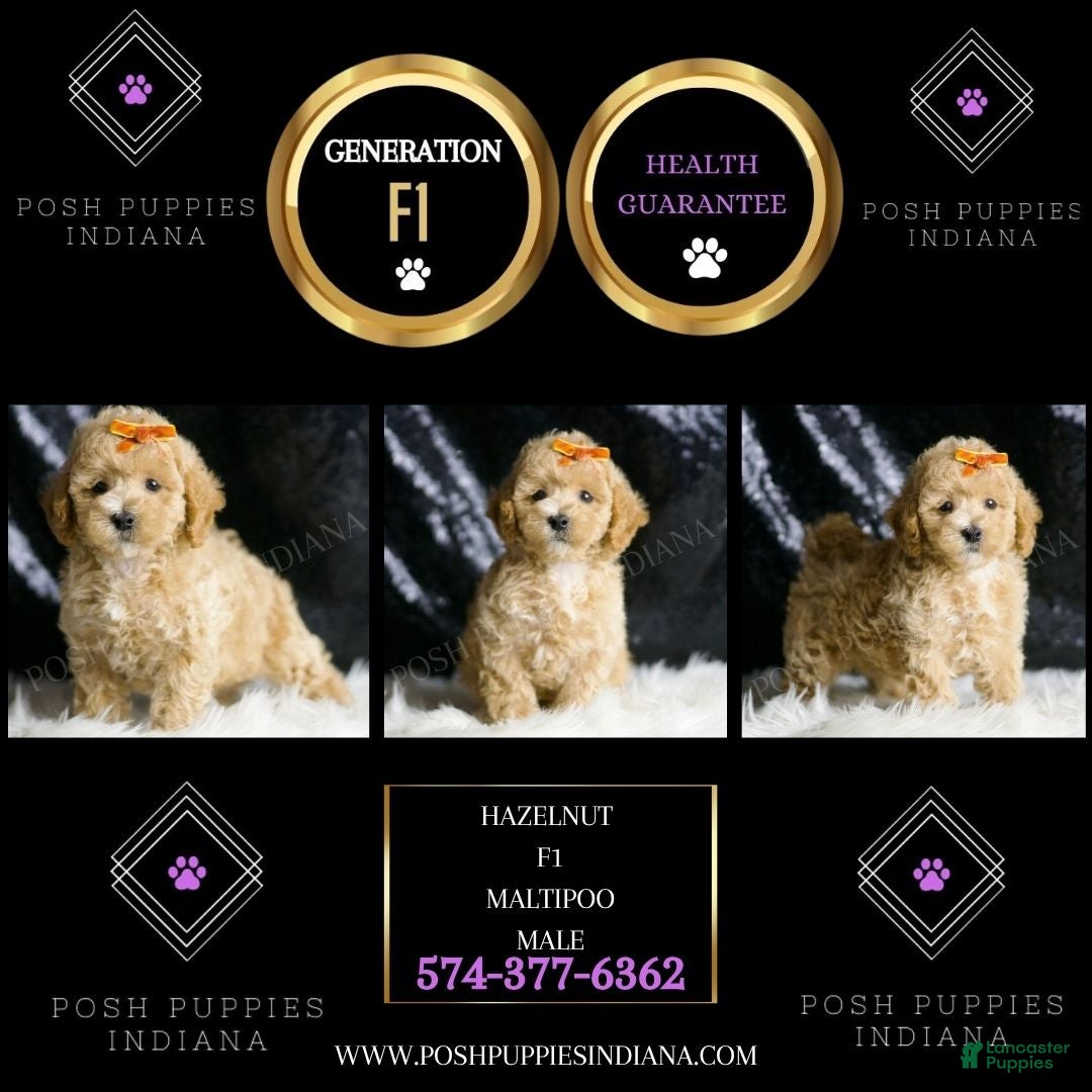 Maltipoo dogs for sale: Hazelnut - Ad 5