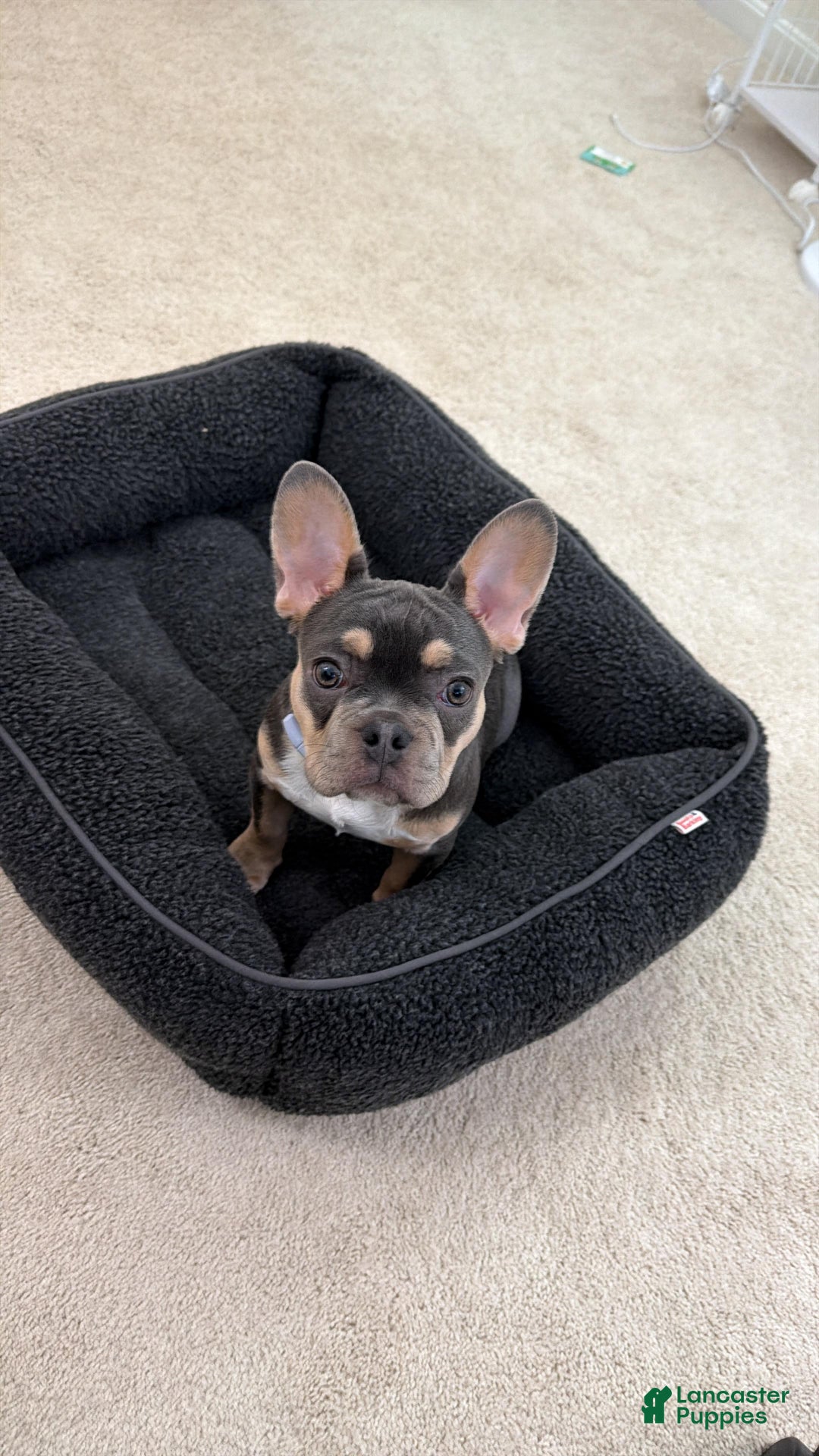 French Bulldog dogs for sale: French Bulldog Puppy Tri Color Female - Ad 1