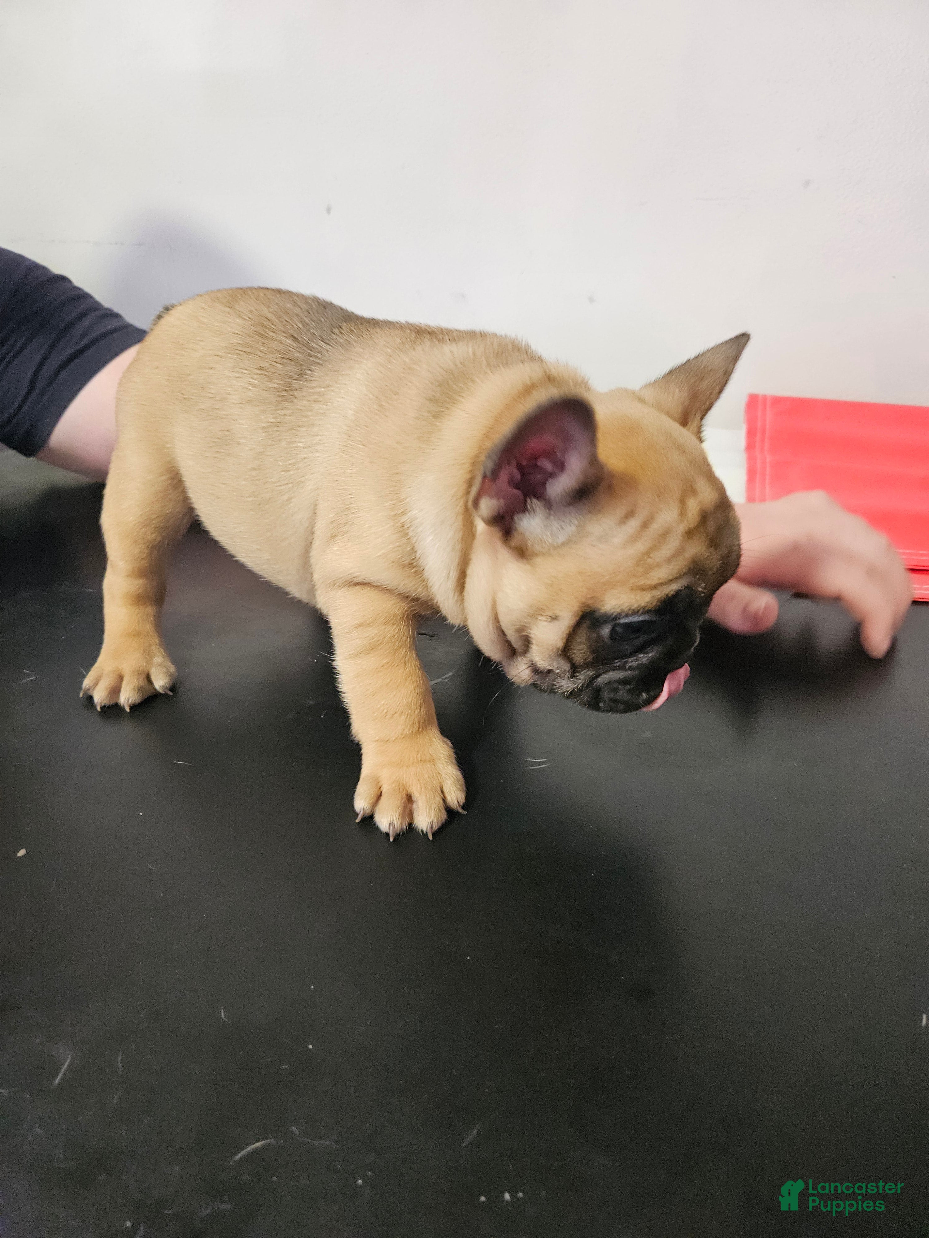 French Bulldog dogs for sale: French Bulldog Puppy 2 - Ad 3