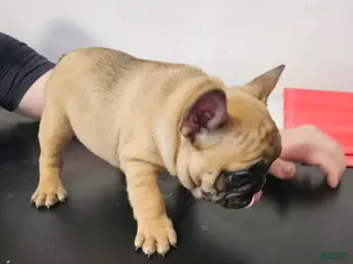 French Bulldog dogs for sale: French Bulldog Puppy 2 - Ad 3