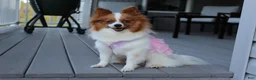 Pomeranian dogs for sale: Lola - Ad 14