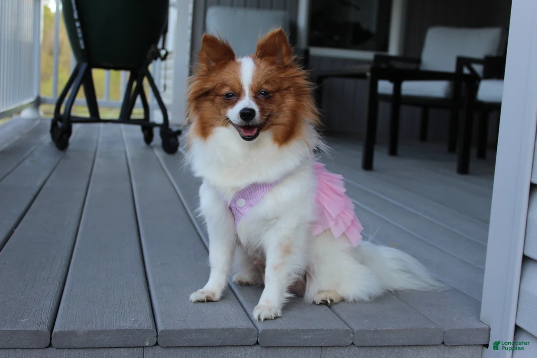 Pomeranian dogs for sale: Lola - Ad 14