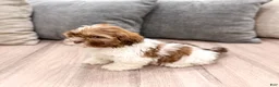 Shih Tzu dogs for sale: Cash - Ad 4