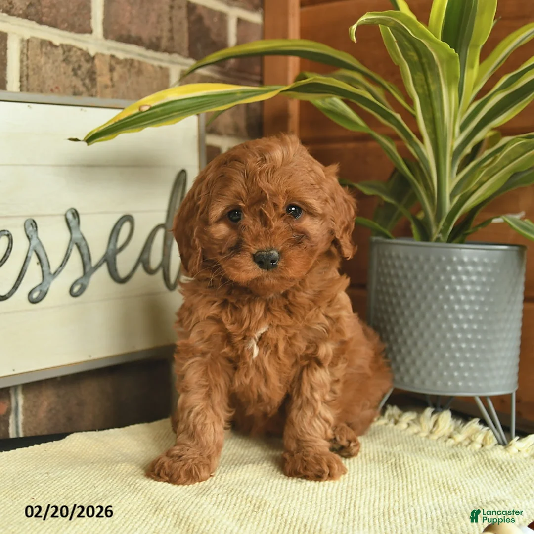 Mixed Breed dogs for sale: Opal - Ad 4