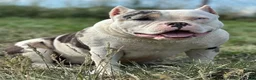 American Bully dogs for sale: Maybe - Ad 4