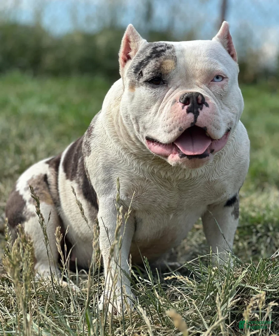 American Bully dogs for sale: Maybe - Ad 2