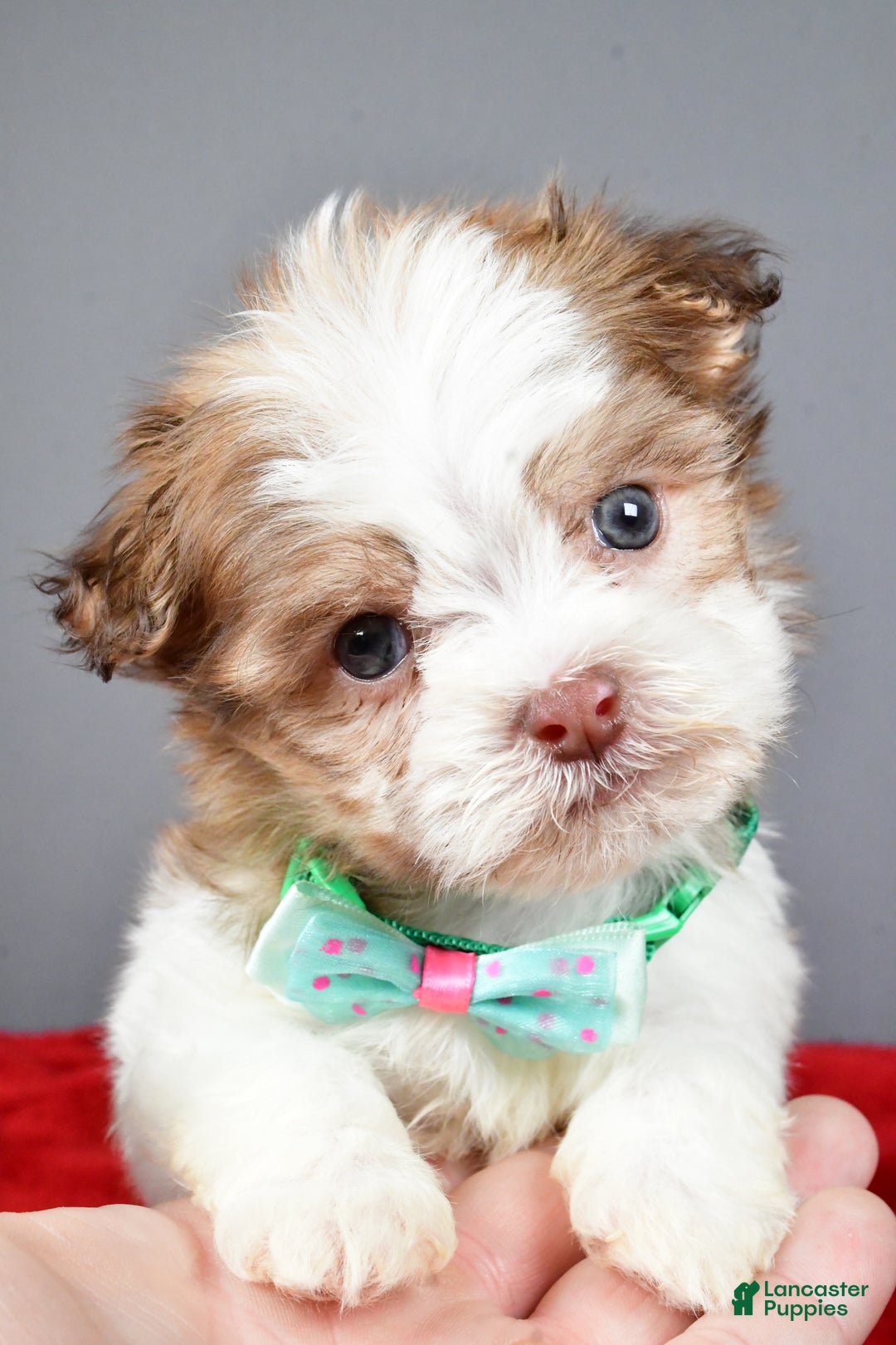 Havanese dogs for sale: Clifford - Ad 6