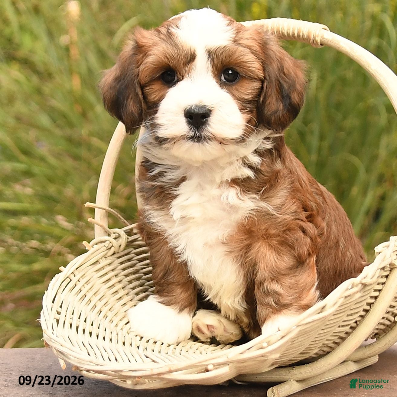 Havanese dogs Prince   - Ad 2