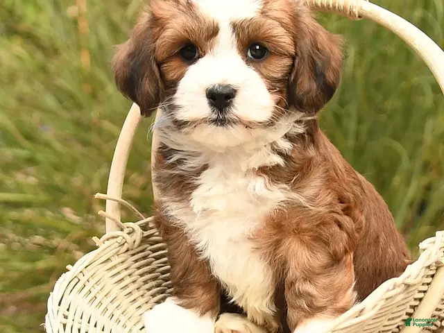 Havanese dogs for sale: Prince - Ad 2
