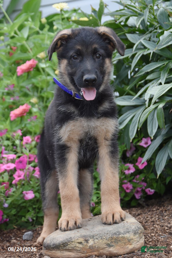 German Shepherd dogs Banjo - Ad 2