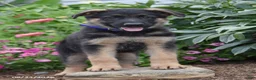 German Shepherd dogs for sale: Banjo - Ad 2
