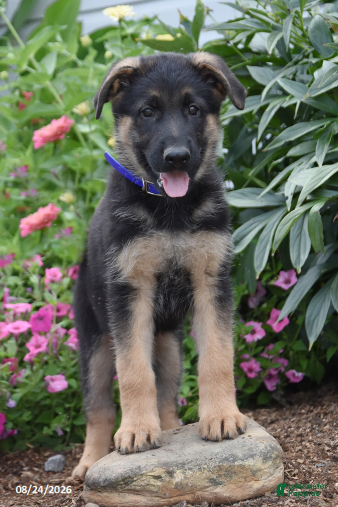 German Shepherd dogs for sale: Banjo - Ad 2
