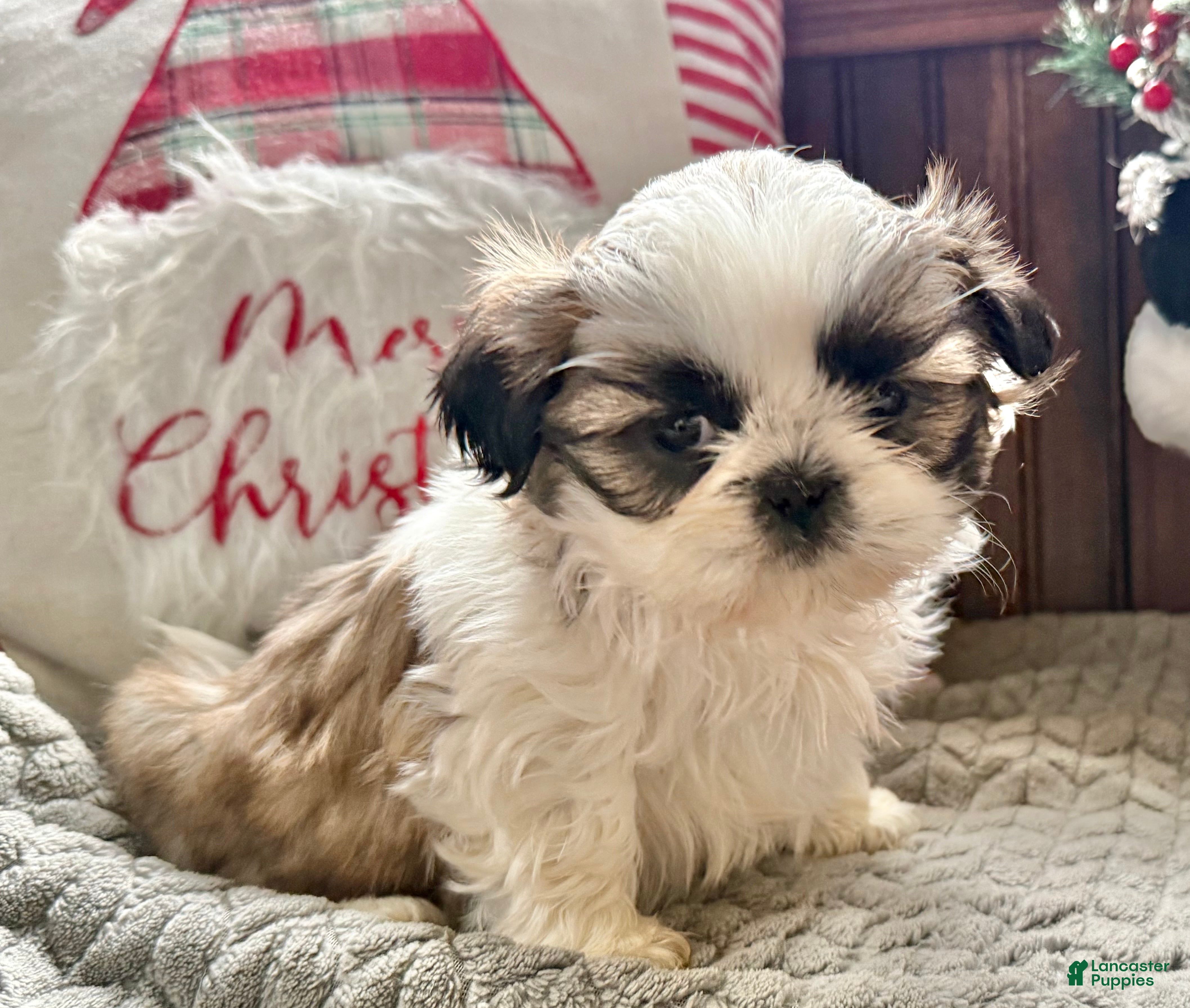 Shih Tzu dogs Polly  - Ad 29