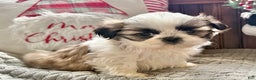 Shih Tzu dogs for sale: Polly  - Ad 1